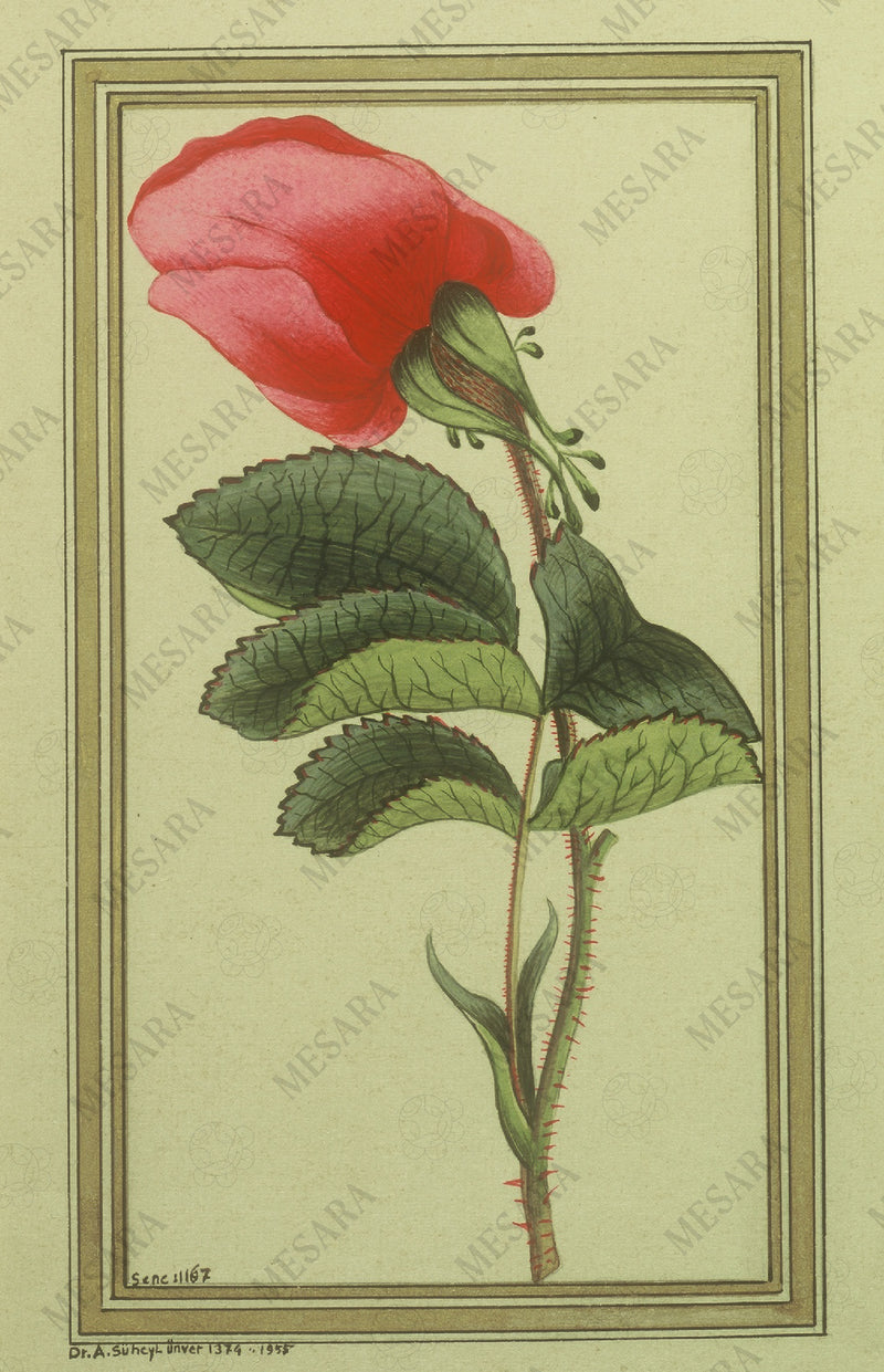 Deep Red Rosebud