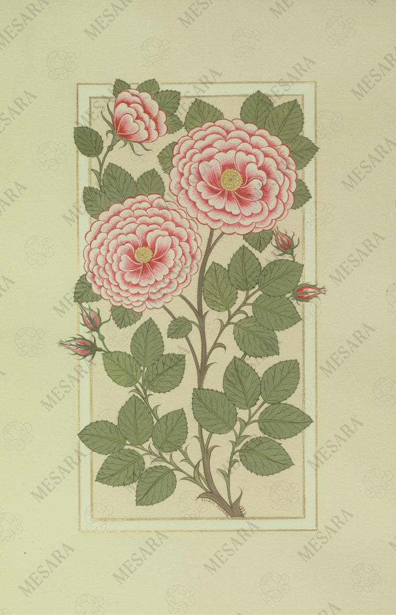 Roses in Full Bloom